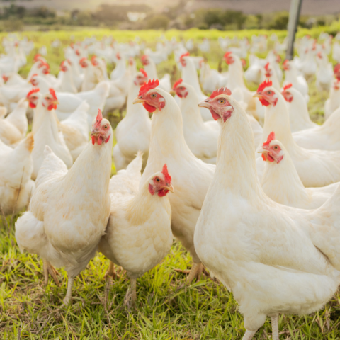 short and long term outlook poultry markets